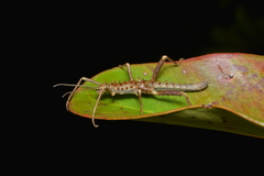 Canachus
