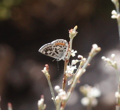 Euphilotes enoptes dammersi