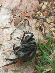 Probergrothius
