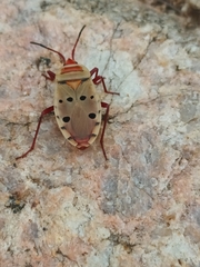 Probergrothius