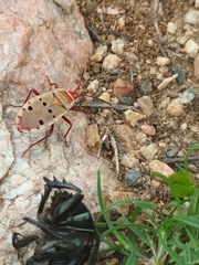 Probergrothius