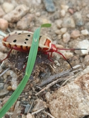 Probergrothius