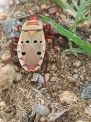 Probergrothius