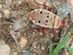 Probergrothius
