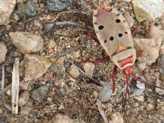 Probergrothius