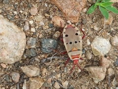 Probergrothius
