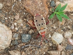 Probergrothius