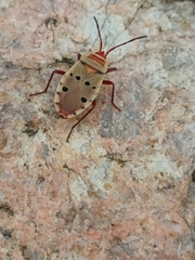 Probergrothius