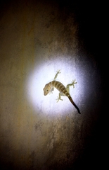 Gekko gecko