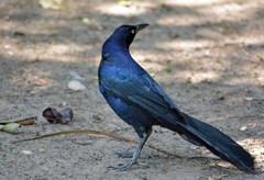 Quiscalus mexicanus