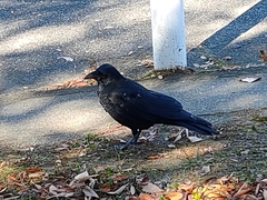 Corvus corone