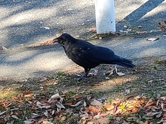 Corvus corone