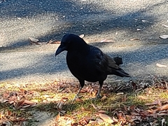 Corvus corone