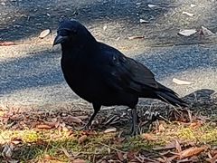 Corvus corone