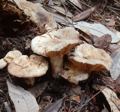 Lactarius pallidiolivaceus