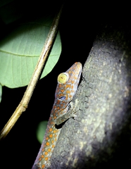Gekko gecko