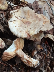 Lactarius pallidiolivaceus