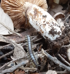 Lactarius pallidiolivaceus