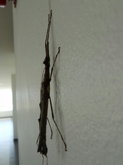 Trachythorax