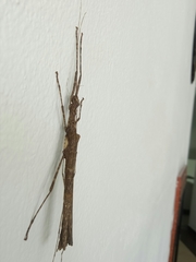 Trachythorax