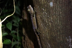 Gekko gecko