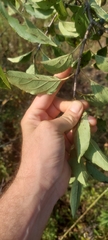 Rhamnus davurica