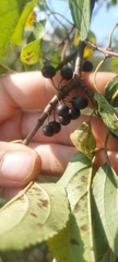 Rhamnus davurica