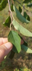 Rhamnus davurica