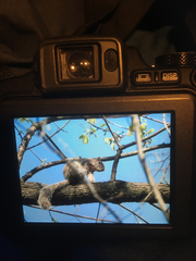Sciurus carolinensis