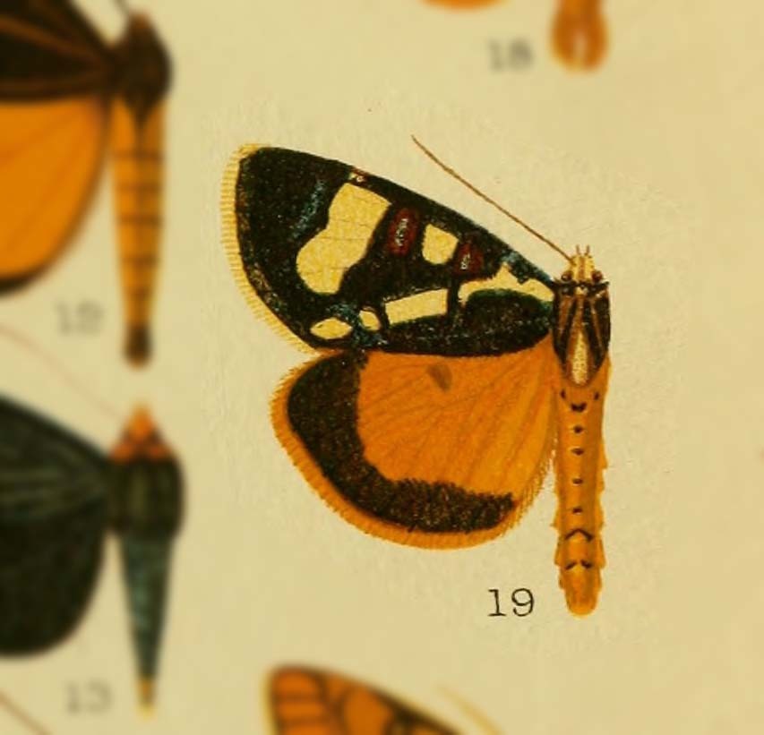 Mitrophrys gynandra