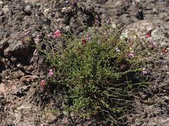 Jamesbrittenia breviflora