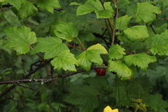Ribes glabellum