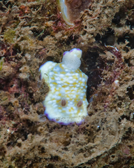 Goniobranchus albopustulosus