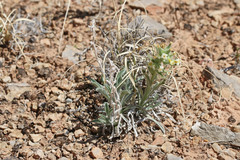 Oreocarya flavoculata