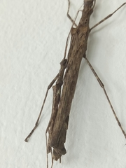 Trachythorax