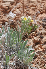 Oreocarya flavoculata