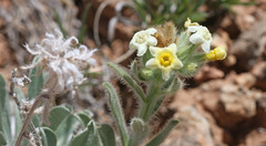 Oreocarya flavoculata
