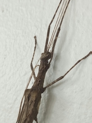 Trachythorax