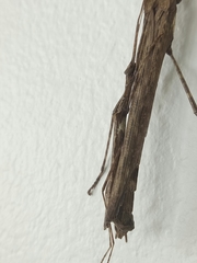 Trachythorax