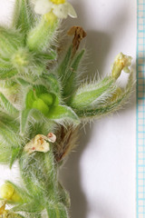 Oreocarya flavoculata