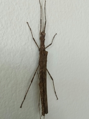 Trachythorax