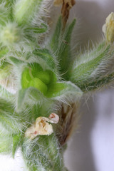 Oreocarya flavoculata