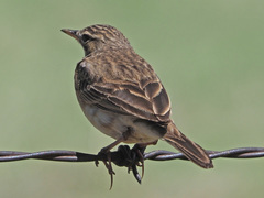 Anthus cinnamomeus