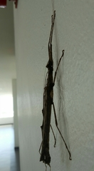 Trachythorax