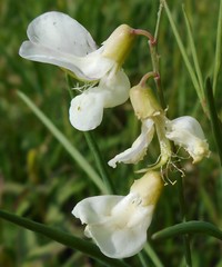 Lathyrus pannonicus