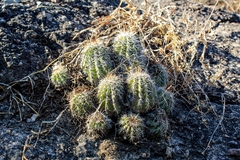 Echinocereus stolonifer tayopensis