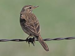 Anthus cinnamomeus