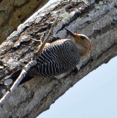 Melanerpes aurifrons