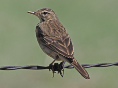 Anthus cinnamomeus