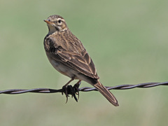 Anthus cinnamomeus